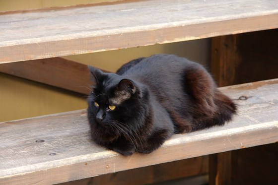 Логотипы: "Кот"