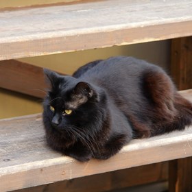 Логотипы: "Кот"