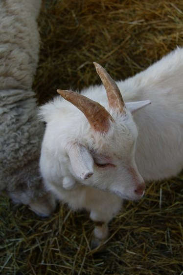 Логотипы: "Козлёнок"