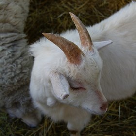 Логотипы: "Козлёнок"